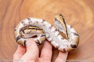 African import ball python for sale