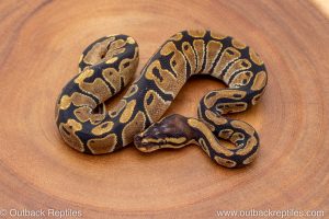 African import ball python for sale