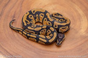 African import ball python for sale