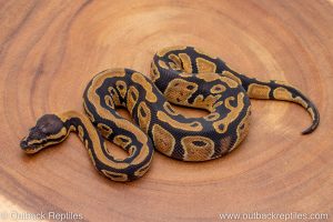 African import ball python for sale