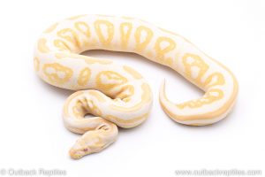 albino black pastel ball python for sale
