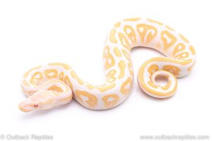 albino black pastel ball python for sale