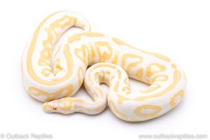 albino black pastel ball python for sale