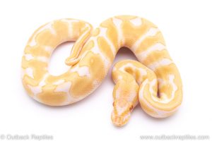 albino enchi ball python for sale