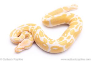 albino het pied ball python for sale