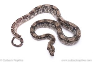 Anery Boa for sale