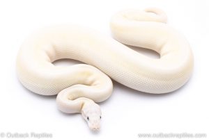 Blue Eyed Lucy ball python for sale