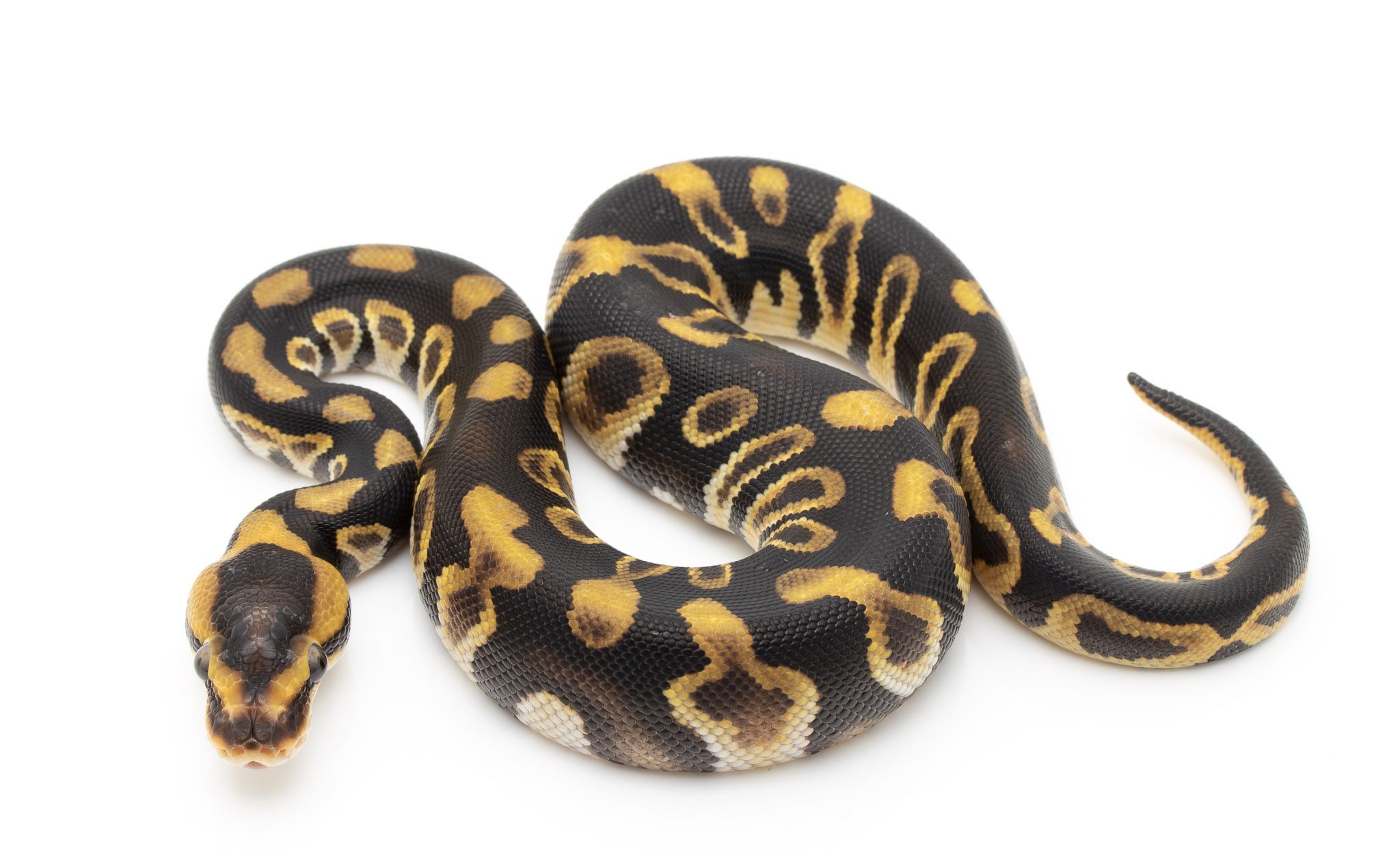 Africa Import Ball Pythons for sale