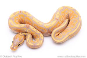 banana ball python for sale