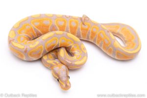 banana ball python for sale