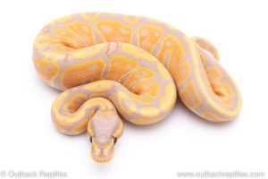 banana ball python for sale