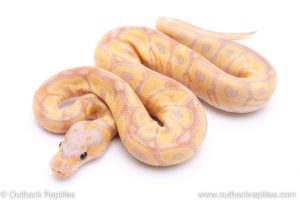 banana clown ball python for sale