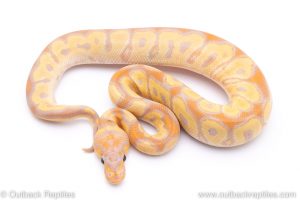 Banana clown ball python for sale