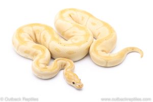 Banana Clown adult breeder ball python for sale