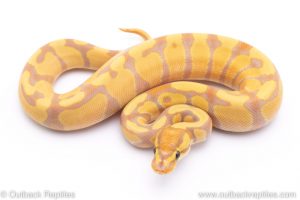 banana enchi het clown ball python for sale