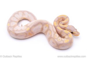 banana sugar ball python for sale