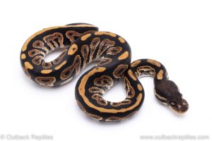 Black Pastel ball python for sale