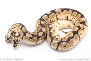 bumblebee ball python for sale