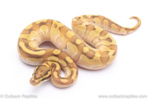 Butter enchi ball python for sale