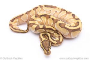 Butter enchi ball python for sale