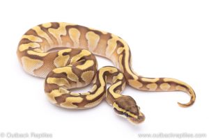 Butter enchi ball python for sale