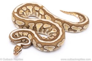 Butter spotnose ball python for sale