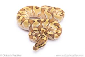Butter Enchi poss leopard ball python for sale