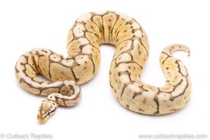Cinnamon Bumblebee ball python for sale