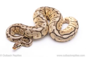 cinnamon bumblebee ball python for sale
