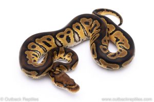Clown ball python for sale