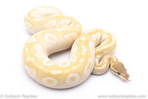 Crystal ball python for sale