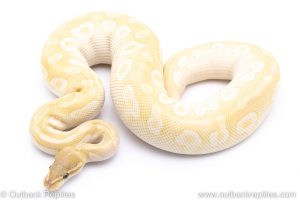 Crystal ball python for sale