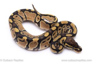 DH albino pied ball python for sale