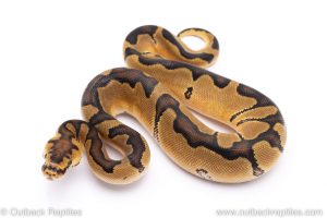 enchi clown ball python for sale