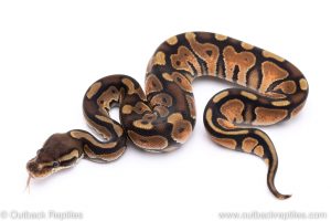 Enchi cinnamon het albino ball python for sale