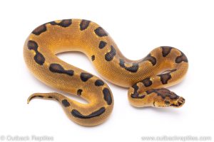 Orange Dream Enchi Clown ball python for sale