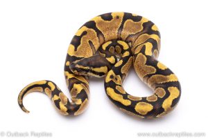 Enchi yellowbelly ball python for sale