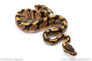 Enchi yellowbelly ball python for sale