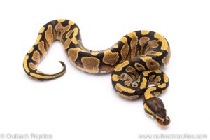 Enchi yellowbelly ball python for sale