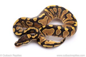 Enchi yellowbelly ball python for sale
