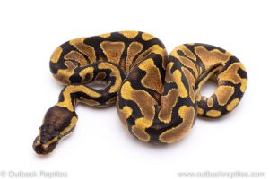 Enchi yellowbelly ball python for sale