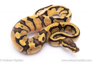 Enchi Fire ball python for sale