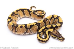 enchi fire ball python for sale