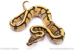 Enchi fire ball python for sale