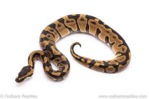 leopard enchi ball python for sale