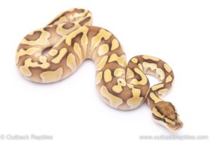 Enchi lesser het Clown ball python for sale