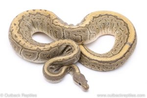 Ghost Black Pastel Pinstripe adult breeder ball python for sale