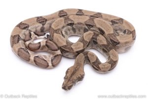 Ghost Boa for sale