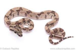 Ghost boa for sale