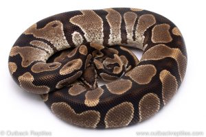 Het Albino adult breeder ball python for sale